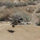 1/18 Roost 4WD Desert Buggy RTR, Black/Orange